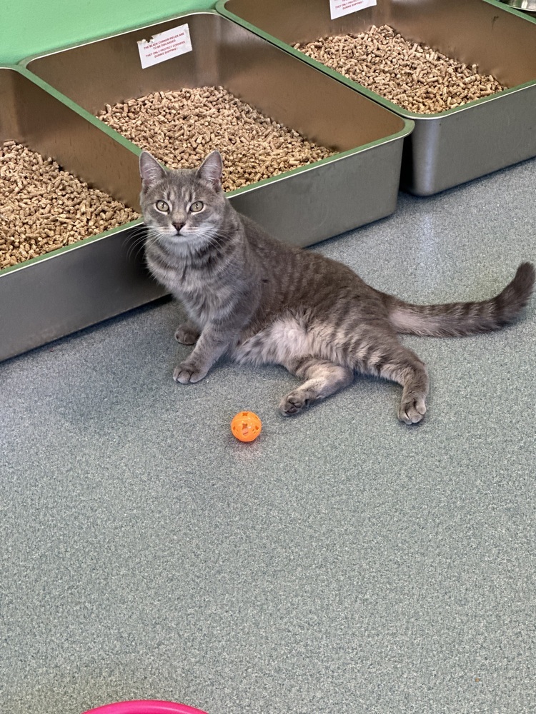 Madera, an adoptable Domestic Short Hair in Trenton, ME, 04605 | Photo Image 2