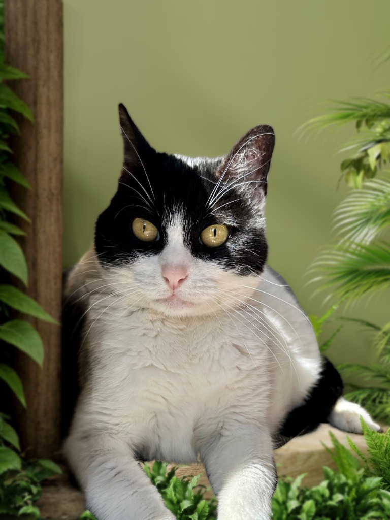 Sweetie, an adoptable Domestic Short Hair in Seagoville, TX, 75159 | Photo Image 1