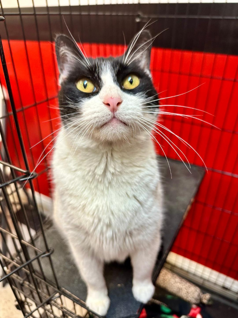 Sweetie, an adoptable Domestic Short Hair in Seagoville, TX, 75159 | Photo Image 2