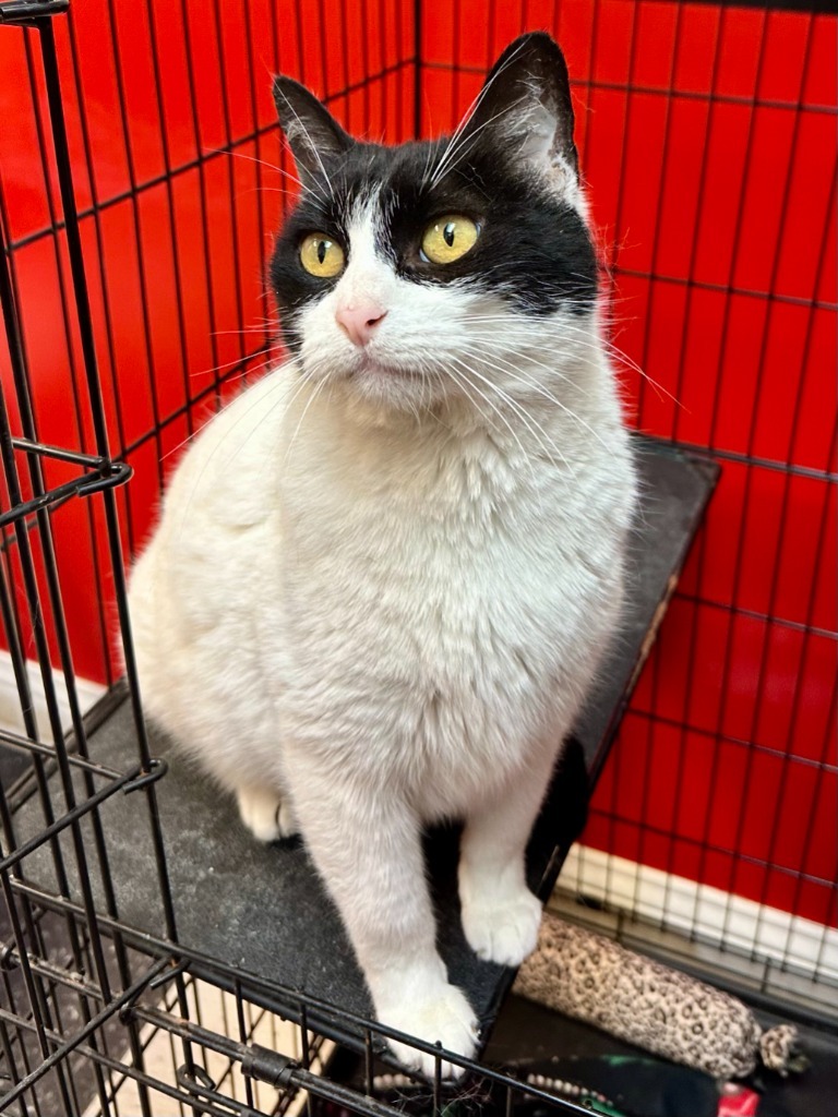 Sweetie, an adoptable Domestic Short Hair in Seagoville, TX, 75159 | Photo Image 3