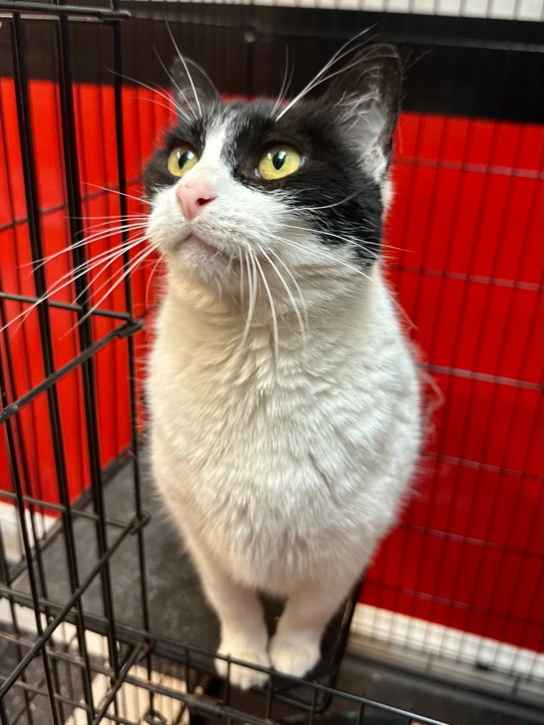 Sweetie, an adoptable Domestic Short Hair in Seagoville, TX, 75159 | Photo Image 4