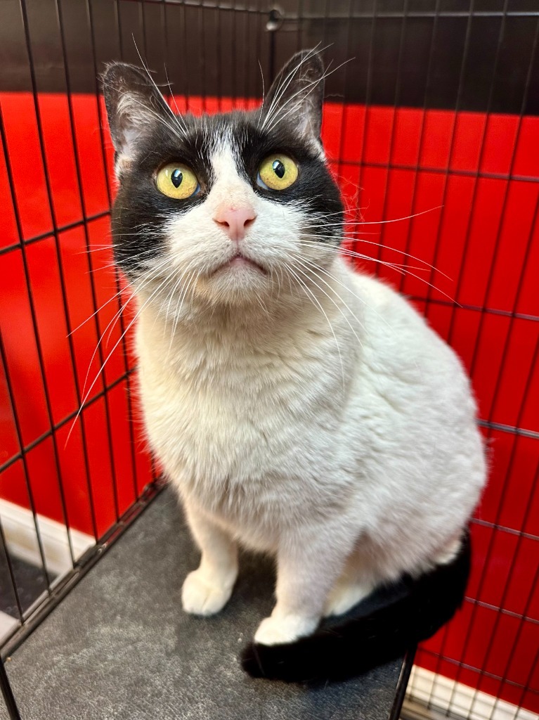 Sweetie, an adoptable Domestic Short Hair in Seagoville, TX, 75159 | Photo Image 5