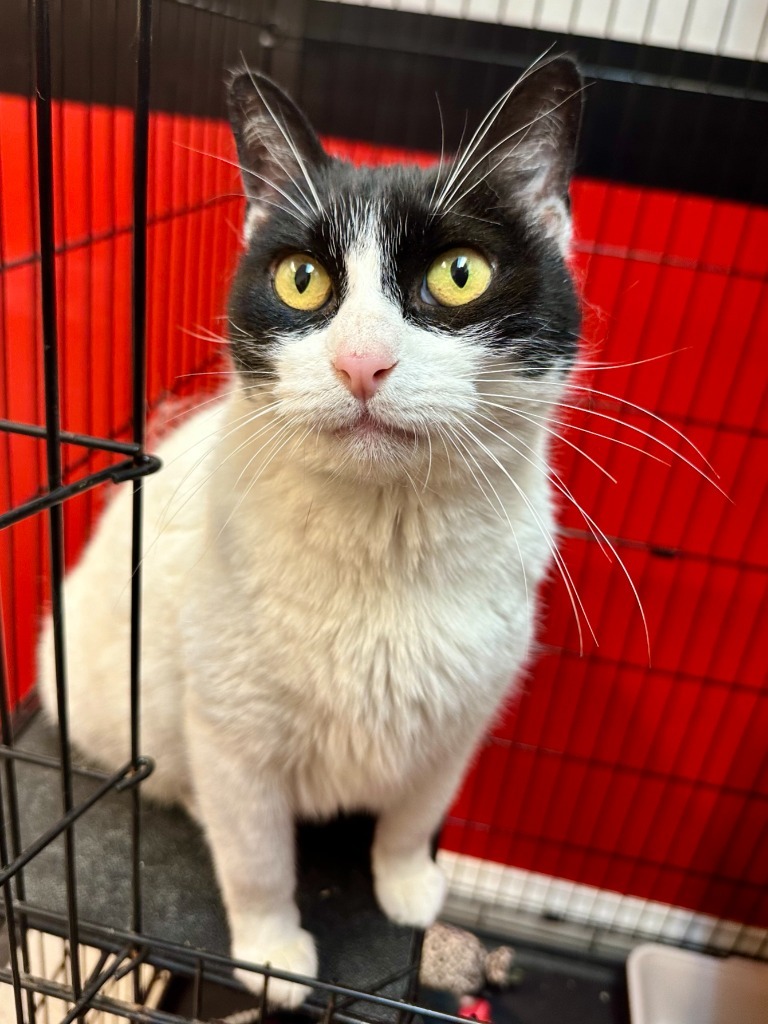 Sweetie, an adoptable Domestic Short Hair in Seagoville, TX, 75159 | Photo Image 6