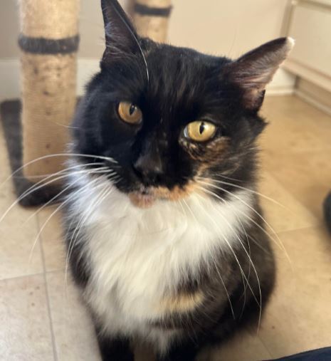 Tippy, an adoptable Domestic Short Hair in Wendell, NC, 27591 | Photo Image 1