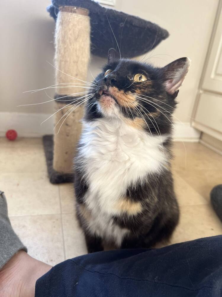 Tippy, an adoptable Domestic Short Hair in Wendell, NC, 27591 | Photo Image 2