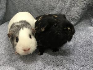 Mazey ( Bonded to Tranquilidade), Adult Female unknown