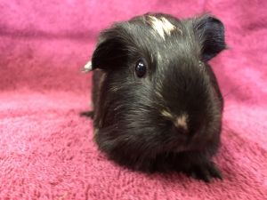 Tranquilidade ( Bonded to Mazey), Adult Female unknown