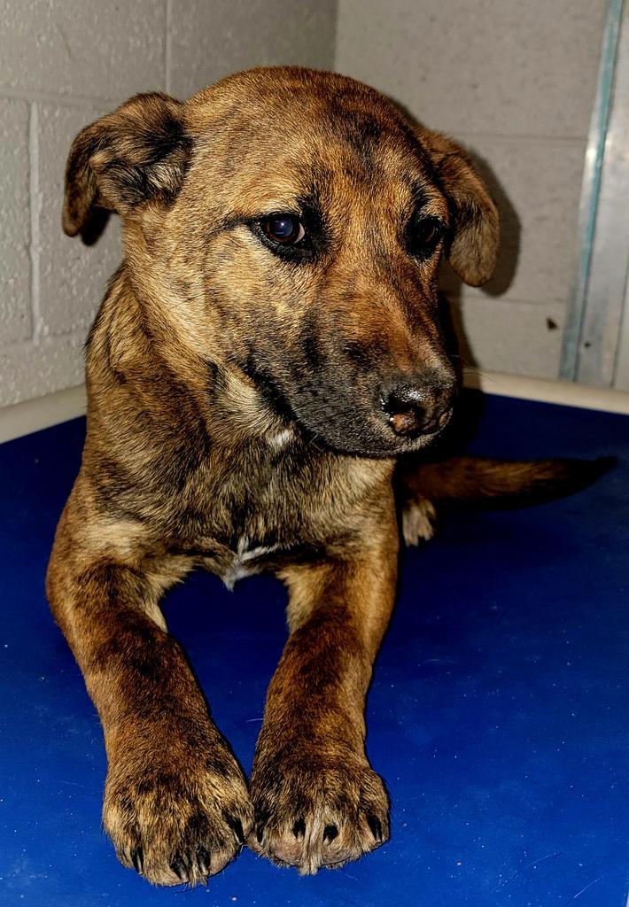 Bruton, an adoptable Mixed Breed in Holbrook, AZ, 86025 | Photo Image 2