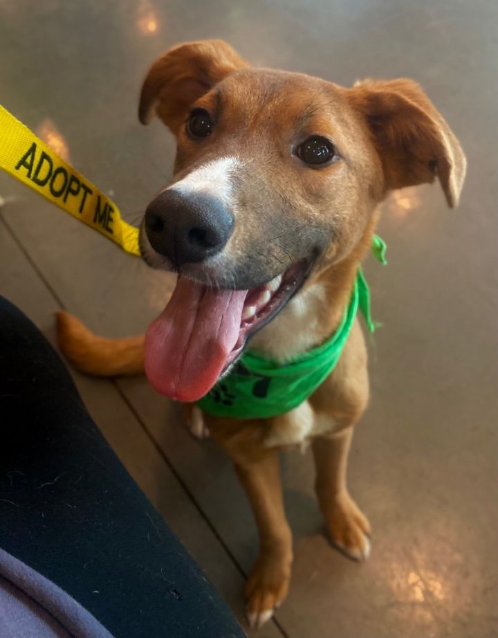 Dog for adoption Sandford a Golden Retriever Hound Mix in