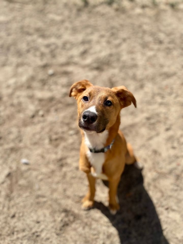 Dog for adoption Sandford a Golden Retriever Hound Mix in