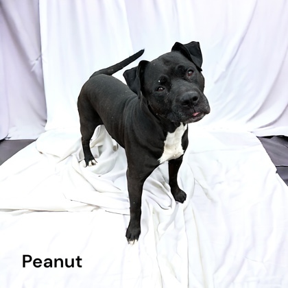 Peanut 1