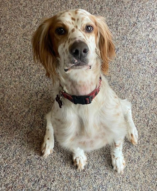 English setter 2024 rescue ohio