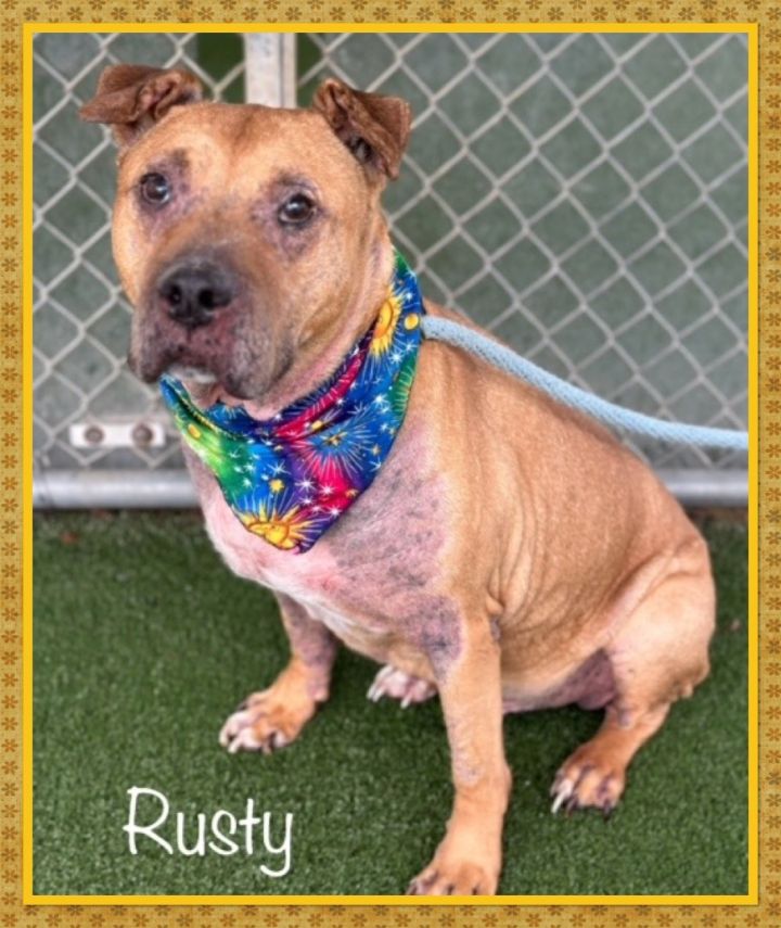 Dog for adoption RUSTY an American Staffordshire Terrier Mix in