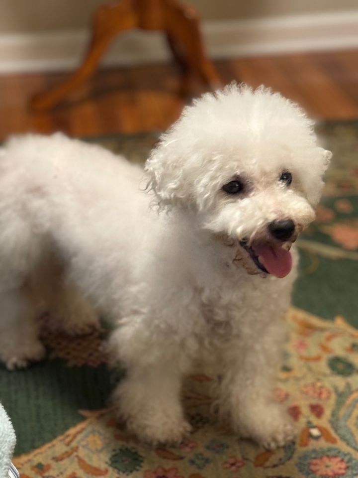 Petfinder bichon hot sale frise