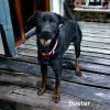 Buster photo 1