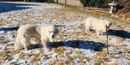 Evergreen golden best sale retriever rescue