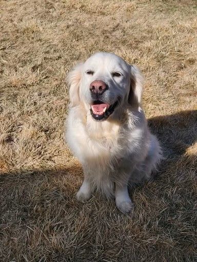 Evergreen golden hot sale retriever rescue