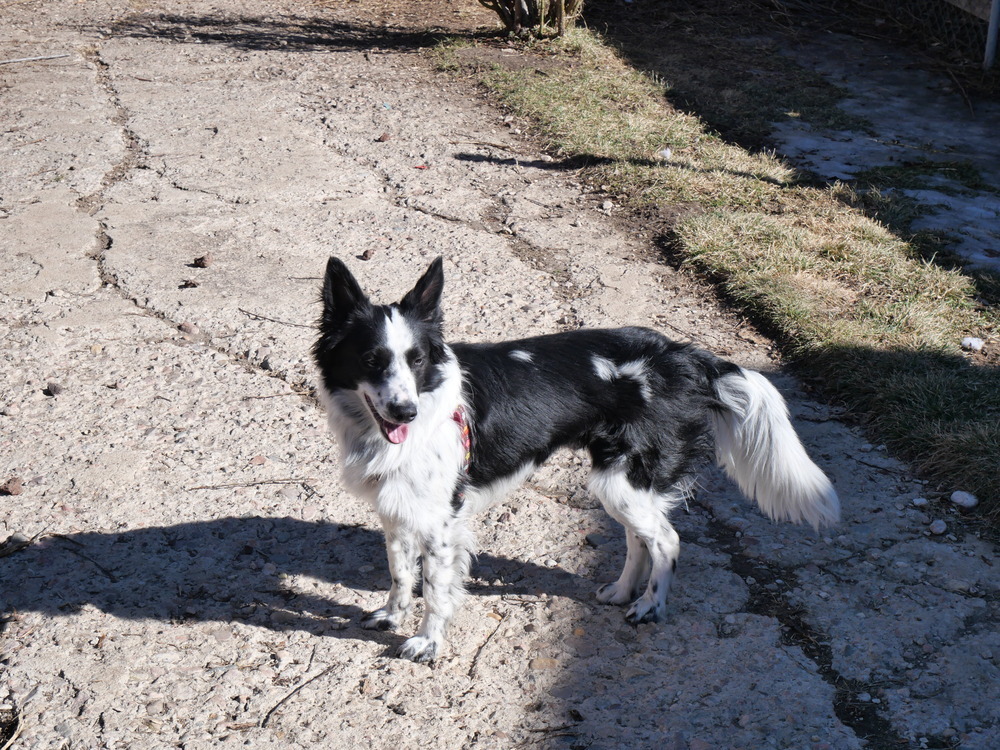 Baxter 2, an adoptable Border Collie, Shetland Sheepdog / Sheltie in Casper, WY, 82604 | Photo Image 3