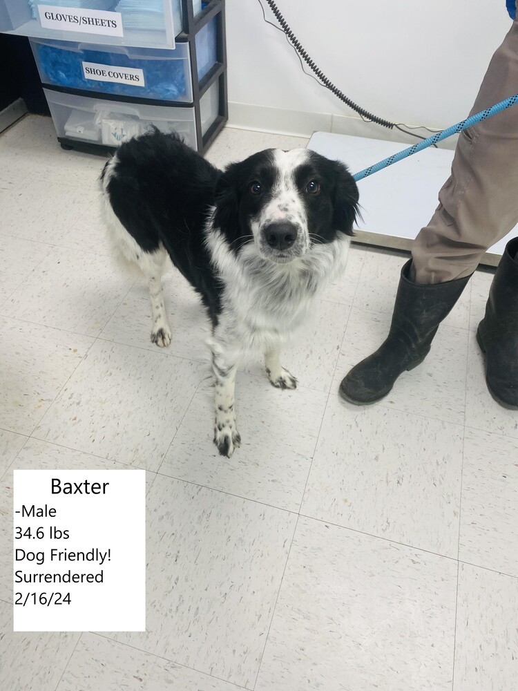 Baxter 2, an adoptable Border Collie, Shetland Sheepdog / Sheltie in Casper, WY, 82604 | Photo Image 5