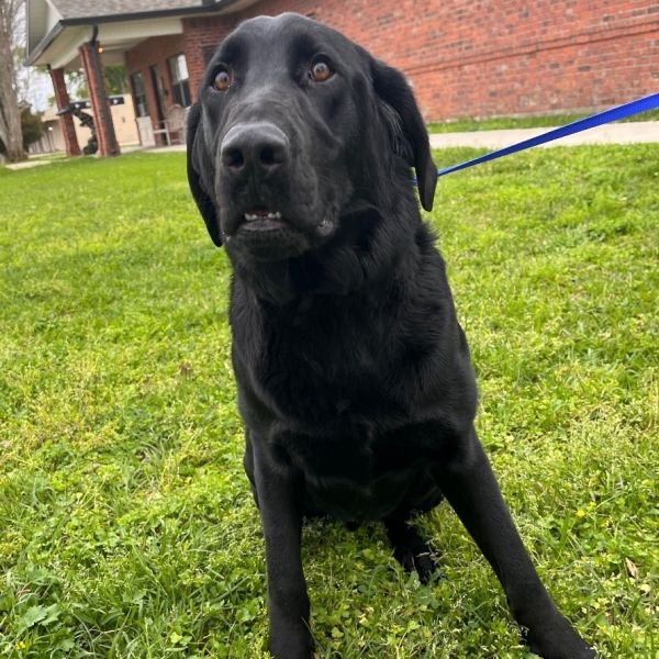 Black labs for adoption best sale near me