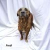 Axel