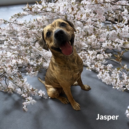 Jasper 2