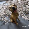 Jasper photo 2