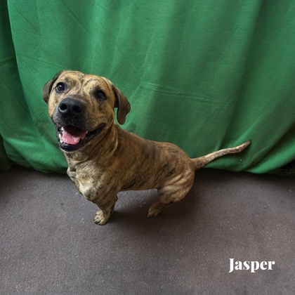 Jasper 3