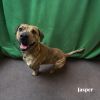 Jasper photo 3