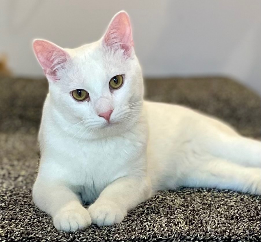 Alpine, an adoptable Domestic Short Hair in Newnan, GA, 30264 | Photo Image 1