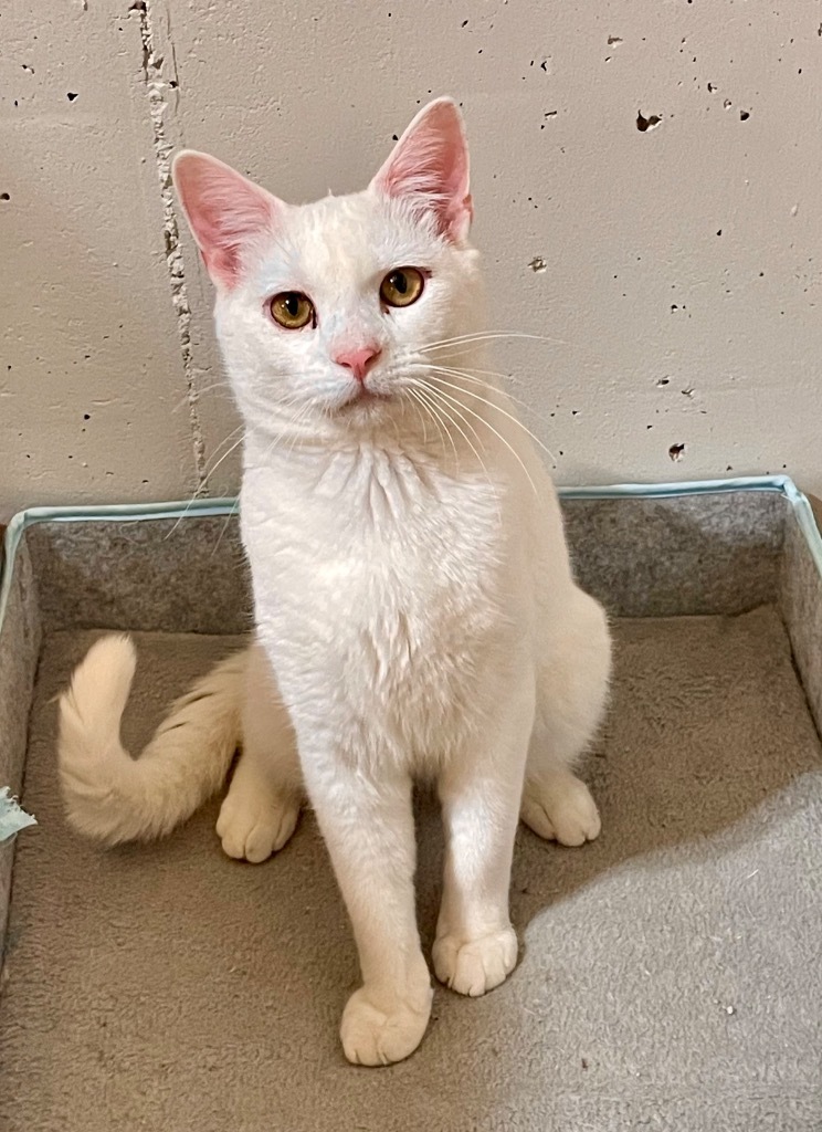 Alpine, an adoptable Domestic Short Hair in Newnan, GA, 30264 | Photo Image 2