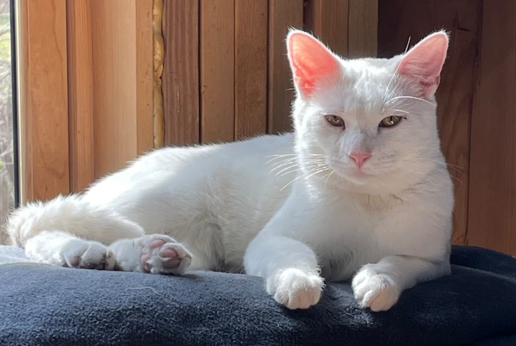 Alpine, an adoptable Domestic Short Hair in Newnan, GA, 30264 | Photo Image 5