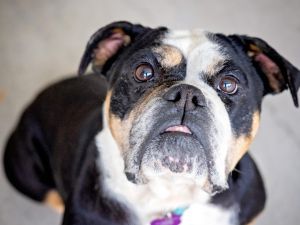 Ok bulldog lovers we have Maria for you Are you interested in a dog who loves to be your shadow