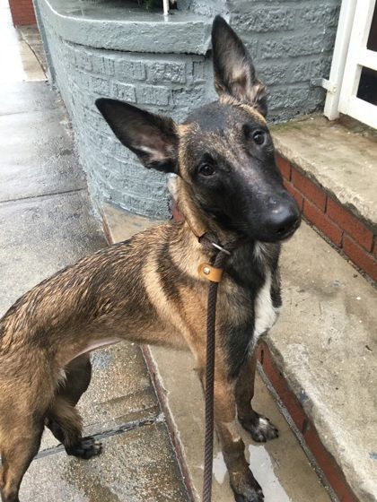 Bicolor malinois best sale