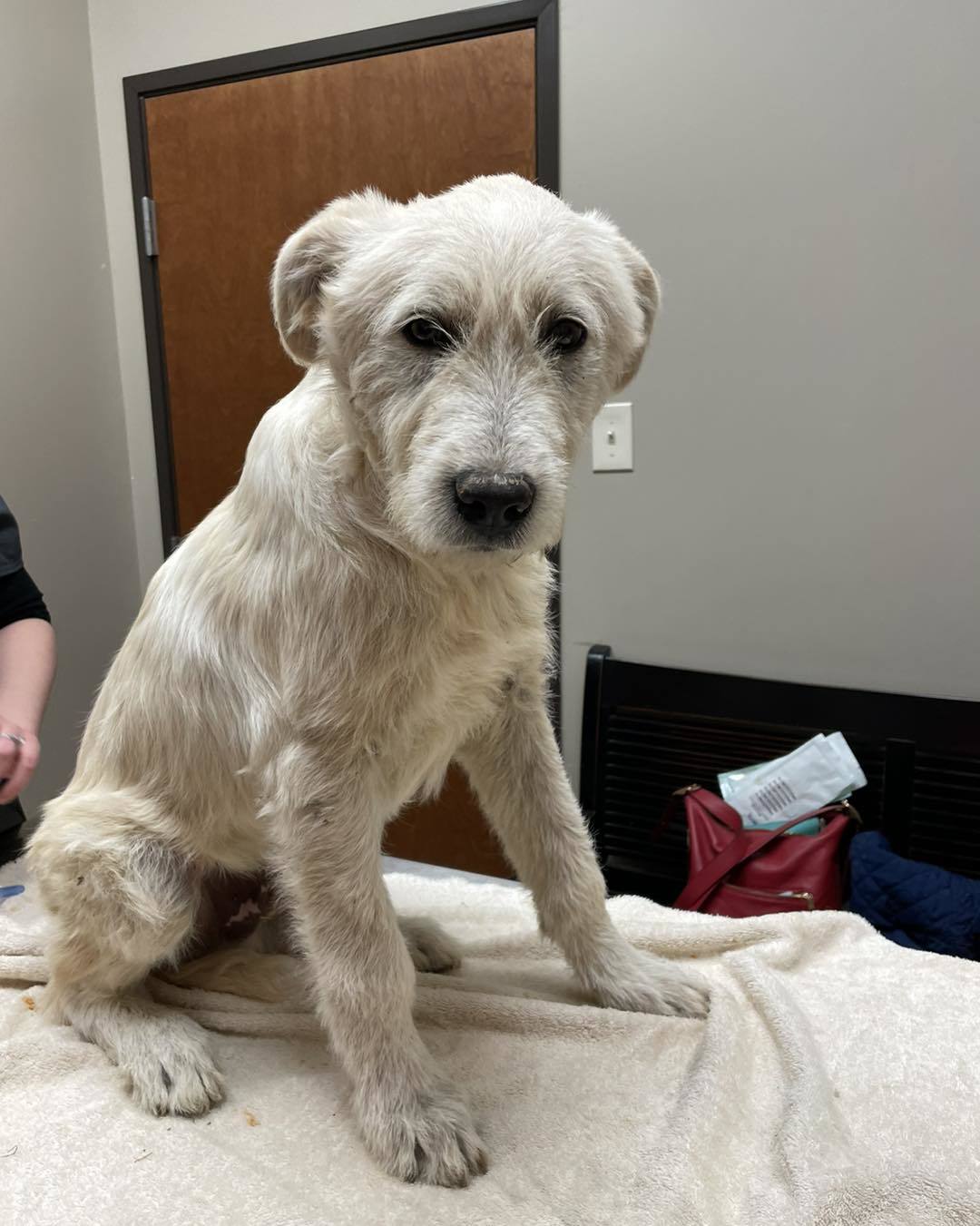 Mouse King, an adoptable Komondor, Anatolian Shepherd in Whitewright, TX, 75491 | Photo Image 1