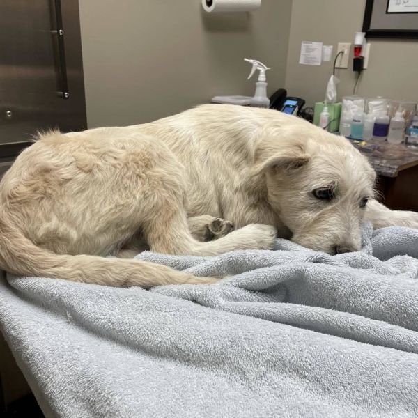 Mouse King thumbnail 2