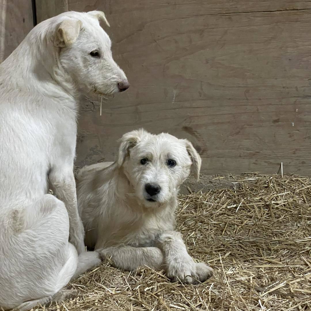 Mouse King, an adoptable Komondor, Anatolian Shepherd in Whitewright, TX, 75491 | Photo Image 3