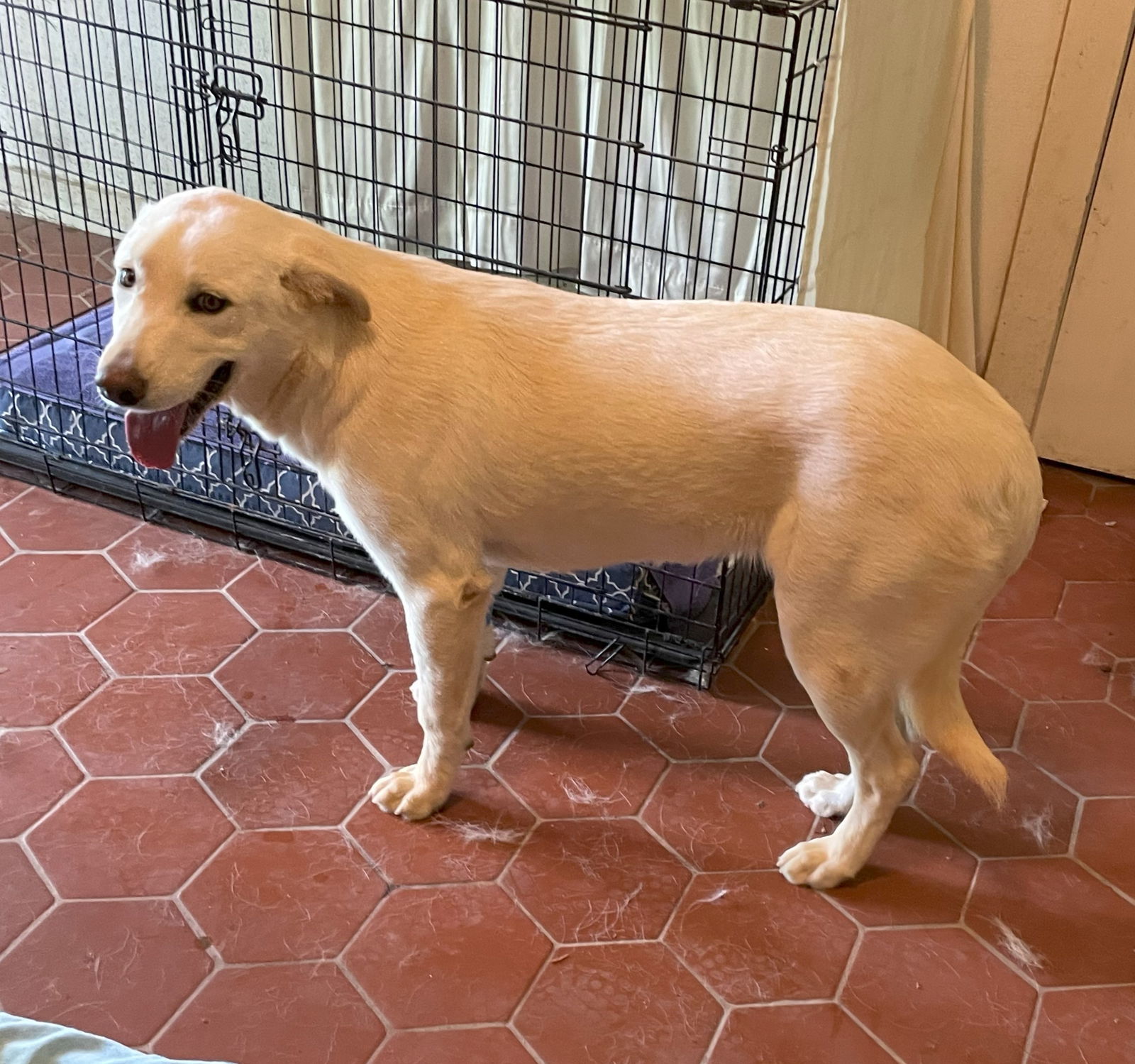 SugarPlum, an adoptable Anatolian Shepherd, Komondor in Whitewright, TX, 75491 | Photo Image 1