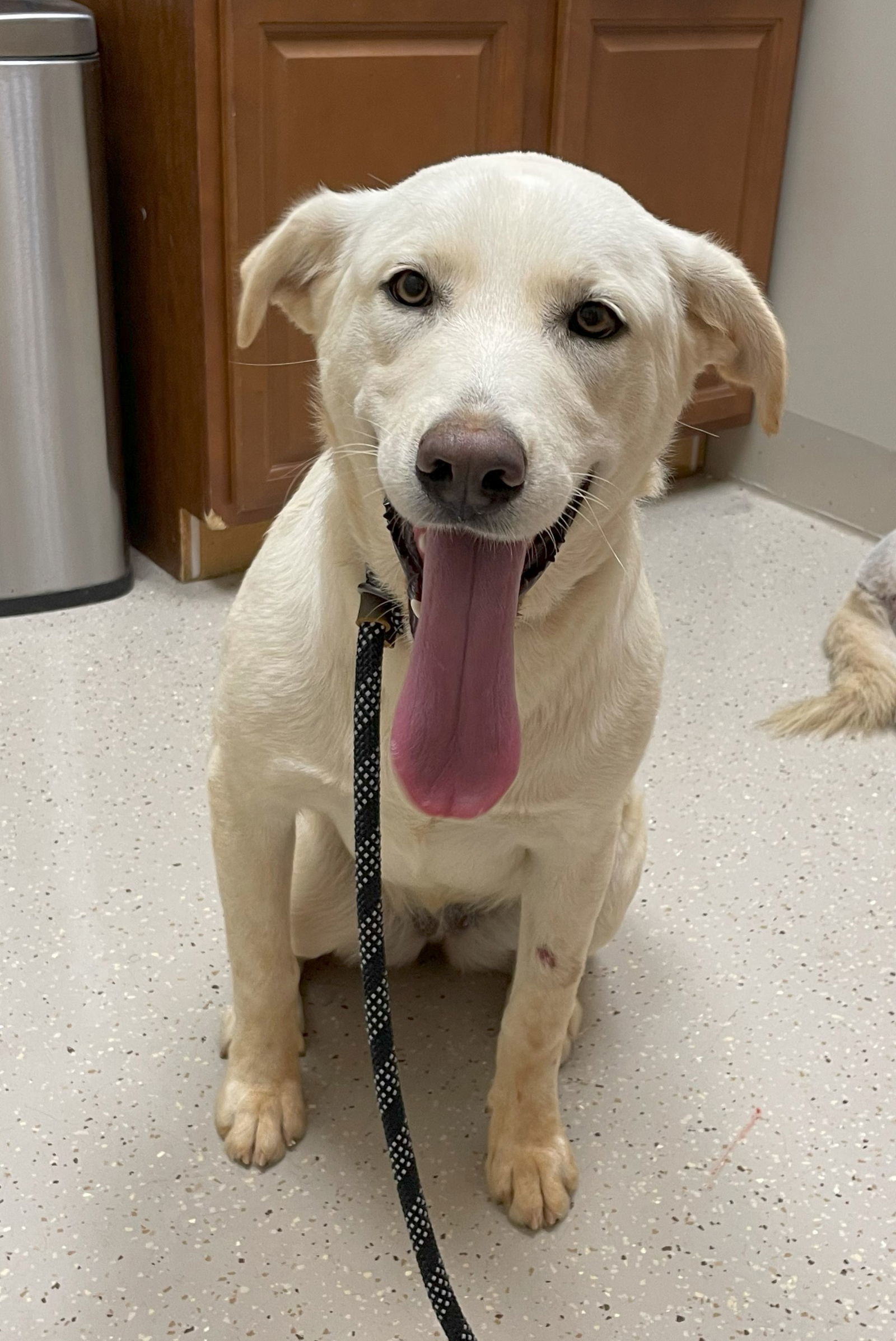 SugarPlum, an adoptable Anatolian Shepherd, Komondor in Whitewright, TX, 75491 | Photo Image 2