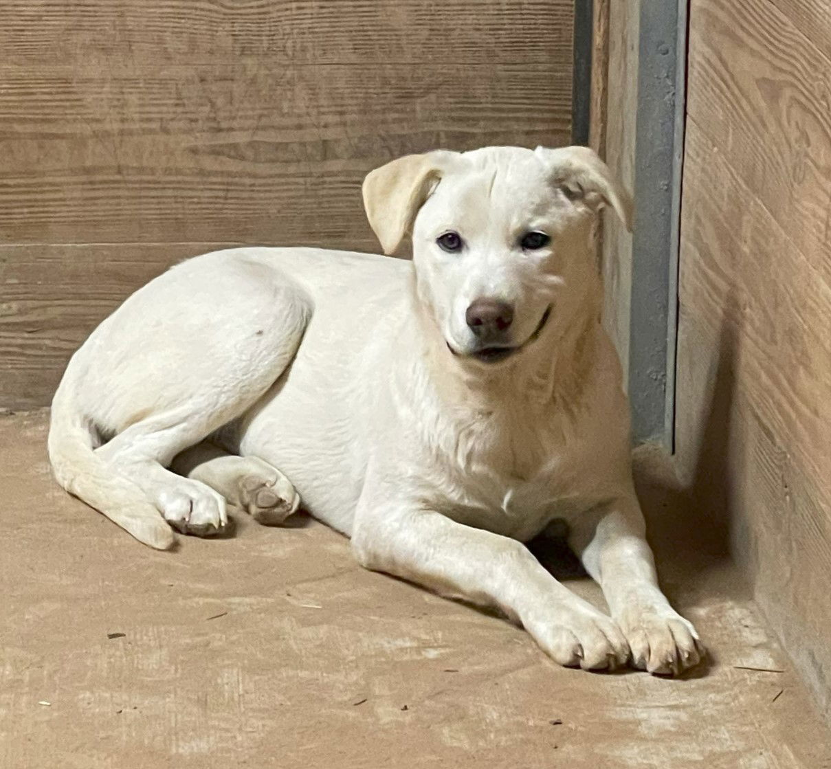 SugarPlum, an adoptable Anatolian Shepherd, Komondor in Whitewright, TX, 75491 | Photo Image 3