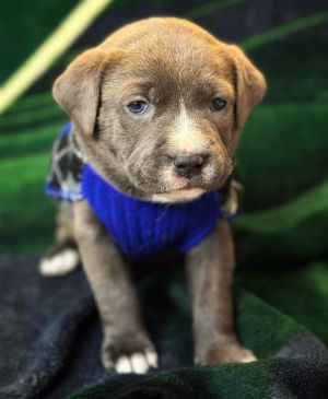 Pet stores that sell puppies hot sale in mn