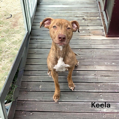 Keela 1