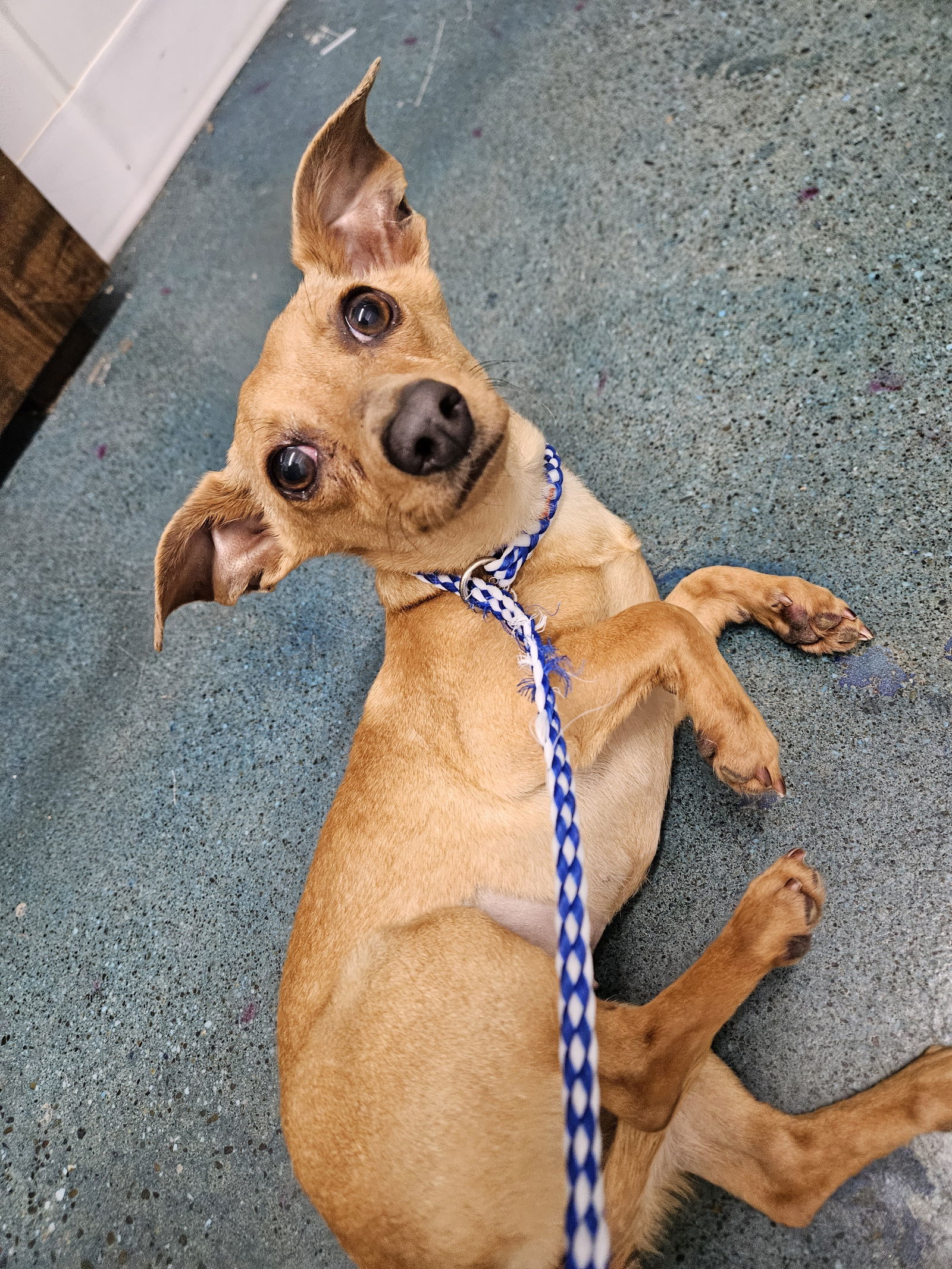 CHIQUITA, an adoptable Chihuahua, Dachshund in Chico, CA, 95973 | Photo Image 1