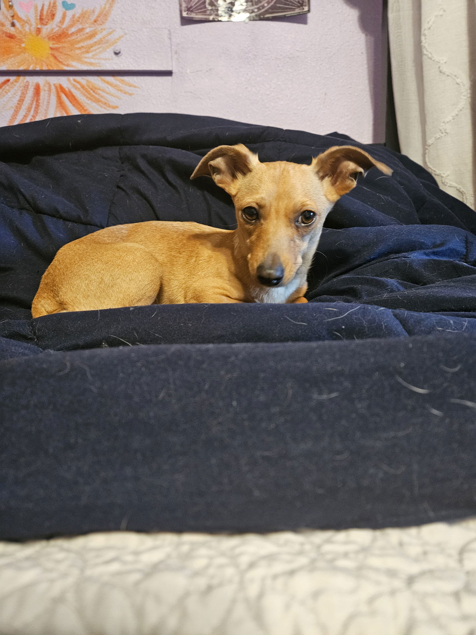 CHIQUITA, an adoptable Chihuahua, Dachshund in Chico, CA, 95973 | Photo Image 2