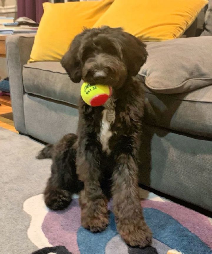 Petfinder aussiedoodle hot sale