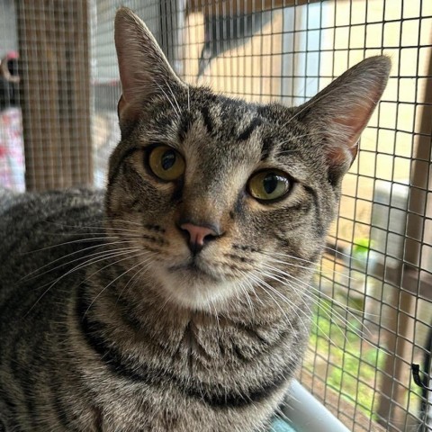 Moe, an adoptable Domestic Short Hair in Enterprise, AL, 36330 | Photo Image 4