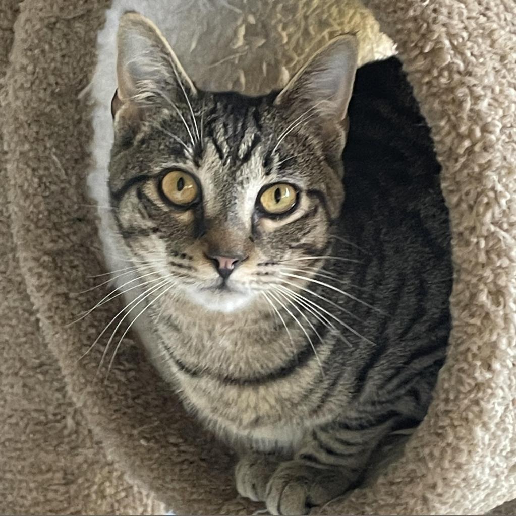 Moe, an adoptable Domestic Short Hair in Enterprise, AL, 36330 | Photo Image 4