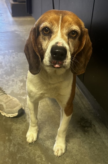 Dog for adoption - Rooster, a Beagle Mix in Bowling Green, KY | Petfinder