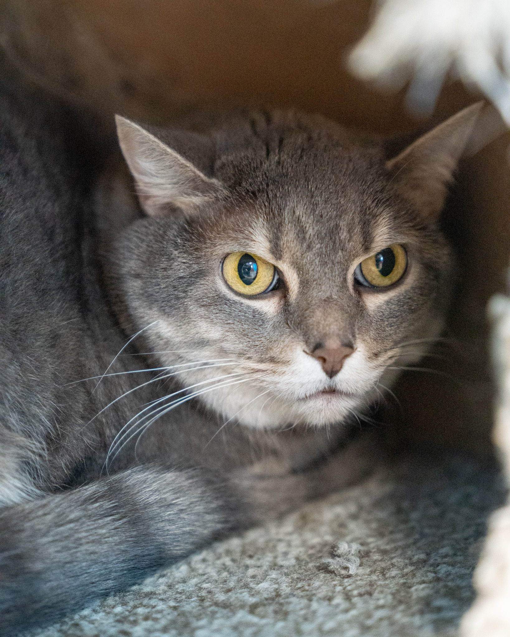 Zoey, an adoptable Domestic Short Hair in Pequot Lakes, MN, 56472 | Photo Image 2