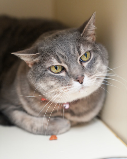 Zoey, an adoptable Domestic Short Hair in Pequot Lakes, MN, 56472 | Photo Image 4